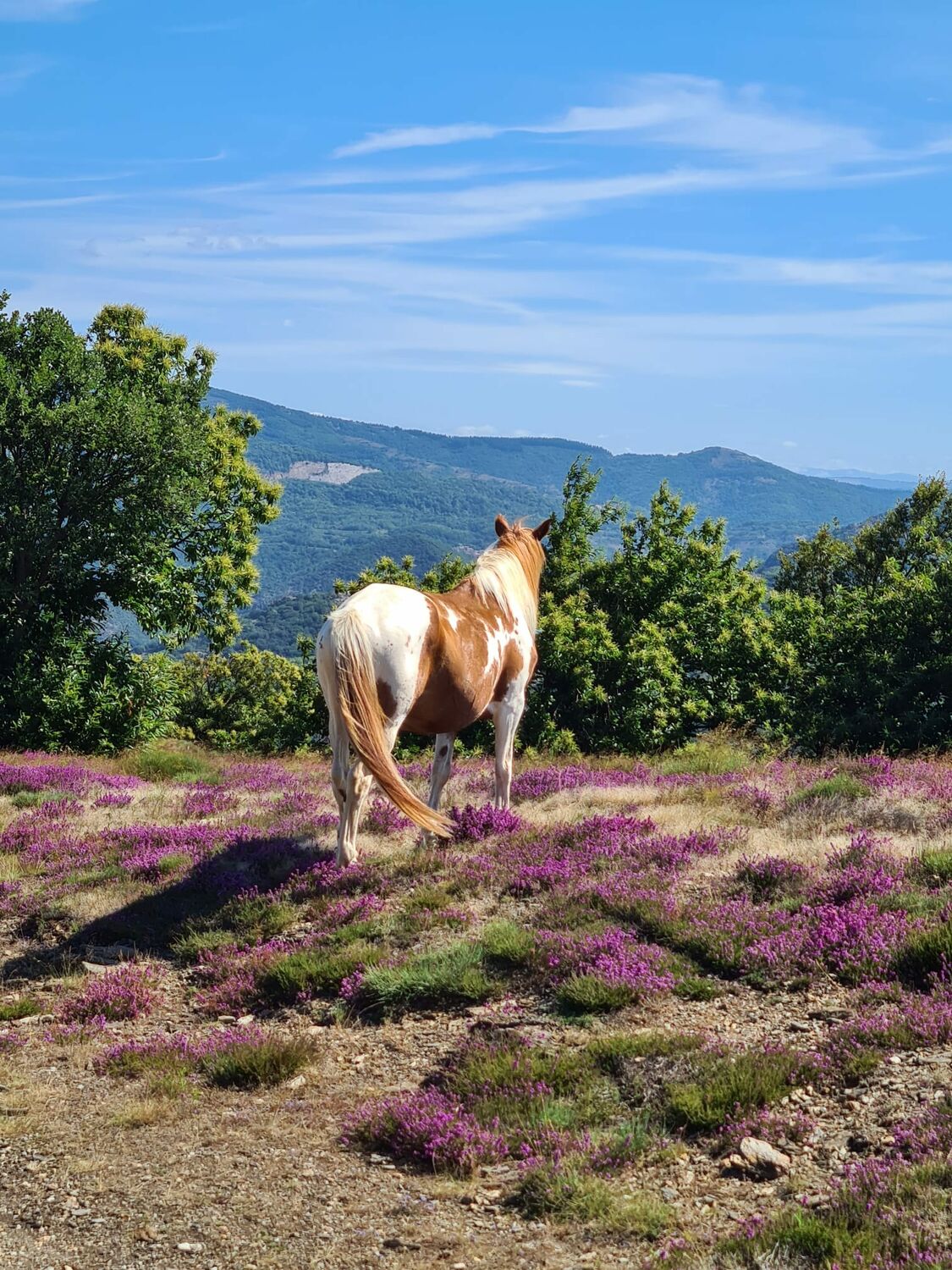 Vahinée sur le Caroux - ©Alice Liénard
