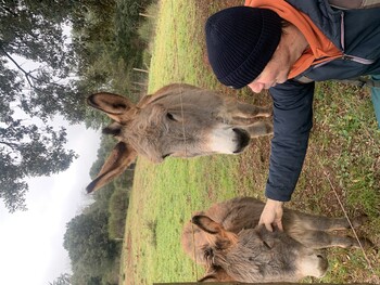 Antoine et les ânes ©Balladanes