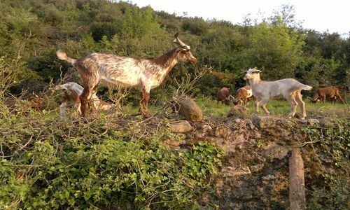 FROMAGERIE LOU PASTRE LES CHEVRES - ©FROMAGERIE LOU PASTRE