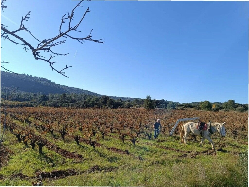 DOMAINE PEIRA CLARA 1 ©DOMAINE PEIRA CLARA