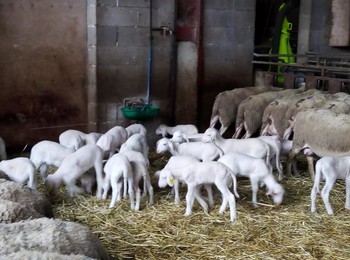 78352389-2490551524356479-7688808779231526912-n ©GAEC du Licidou