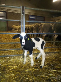 82920040-2624463974298566-5706950662282018816-n ©GAEC du Licidou