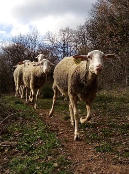 84461050-2652365274841769-560990889988587520-n ©GAEC du Licidou