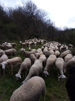 91628437-2770216066390022-6796181727489294336-n ©GAEC du Licidou