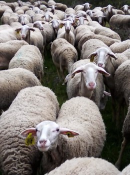 92093069-2770213296390299-8844737426665504768-n ©GAEC du Licidou