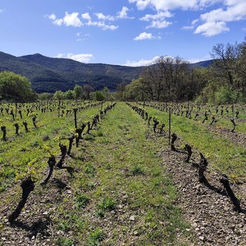 DOMAINE PEIRA CLARA 2 ©DOMAINE PEIRA CLARA