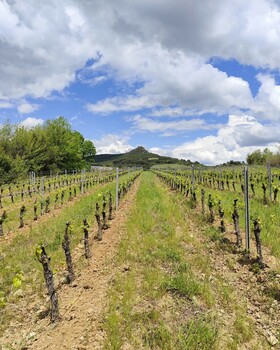 DOMAINE PEIRA CLARA 3 ©DOMAINE PEIRA CLARA