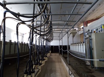 72166526-2389304157814550-5118485570875555840-o-2 ©GAEC du Licidou