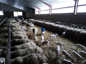 75642374-2490551434356488-3939852974695645184-n-2 ©GAEC du Licidou