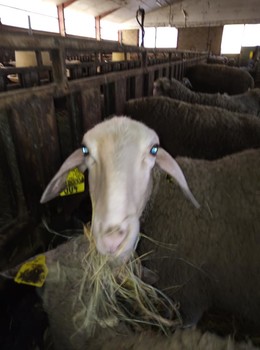 90781946-2763640877047541-8350581025281146880-n ©GAEC du Licidou