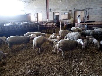 84669266-2650271811717782-1529549720823791616-n ©GAEC du Licidou