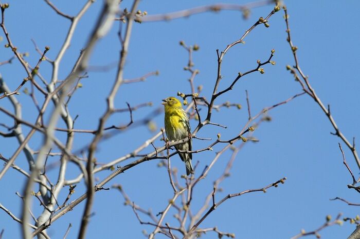 LPO : ÉCOUTE ET OBSERVATION DES OISEAUX