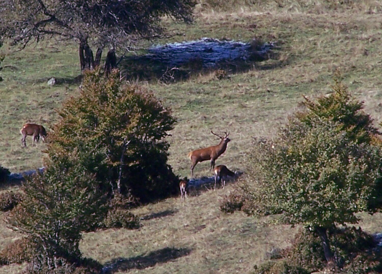 OBSERVATION ET ÉCOUTE DU BRAME DU CERF
