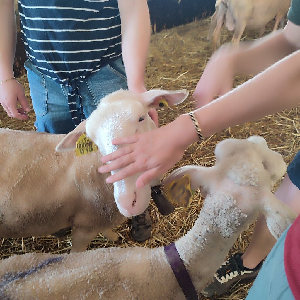 LES MERCREDIS AU PAYS : FERME DU LICIDOU  - 17 JUIN 2026 - 15 H