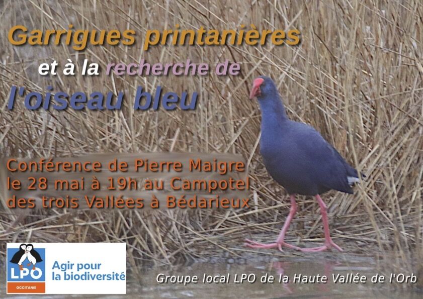 LPO PRÉSENTATION DE DEUX FILMS AVEC PIERRE MAIGRE