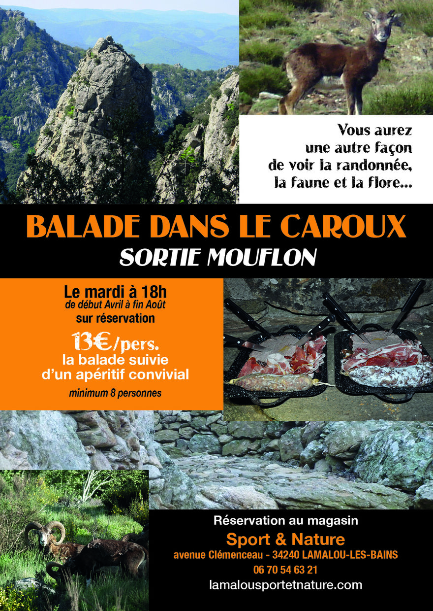 BALADE DANS LE CAROUX SORTIE MOUFLONS