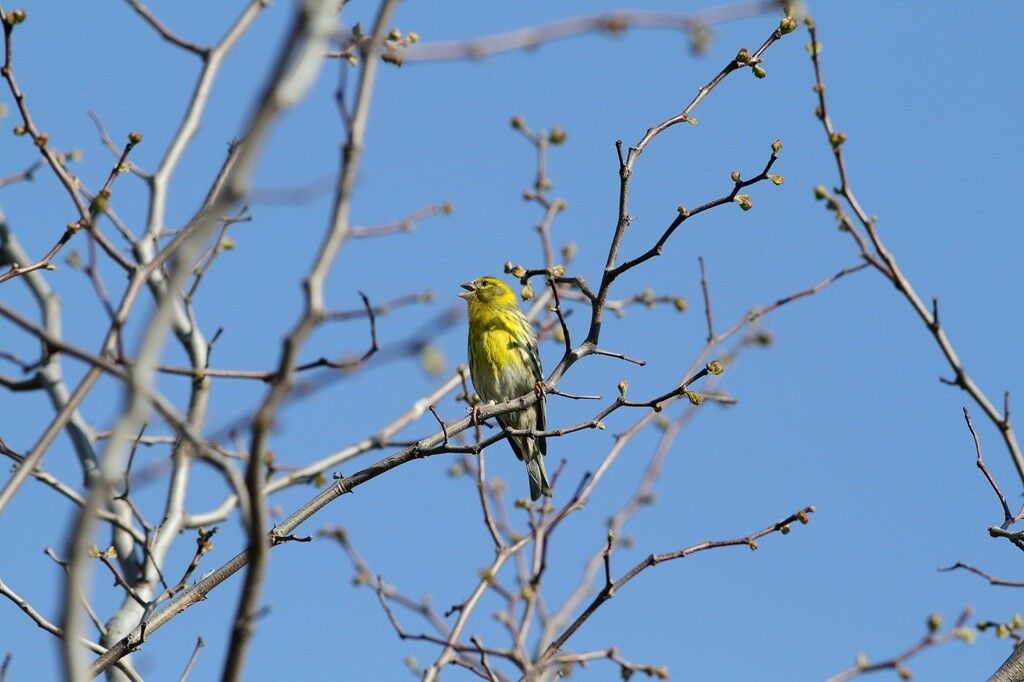 LPO : ÉCOUTE ET OBSERVATION DES OISEAUX