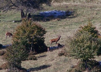 CAMPLONG - OBSERVATION ET ÉCOUTE DU BRAME DU CERF