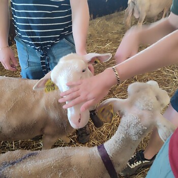 AVENE - LES MERCREDIS AU PAYS : FERME DU LICIDOU  - 17 JUIN 2026 - 15 H