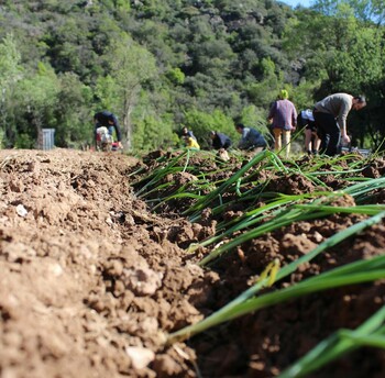 LE BOUSQUET-D'ORB - FÊTE DU GÉOPARC : BALADE AGRICOLE ET DÉGUSTATION