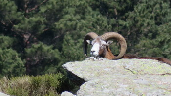 Mouflon ©Humbert Pascale