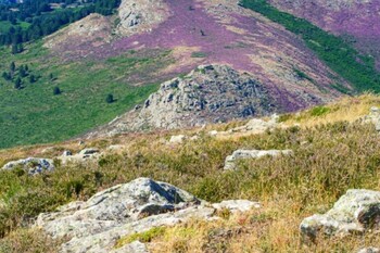 Les lauriers roses_23 ©