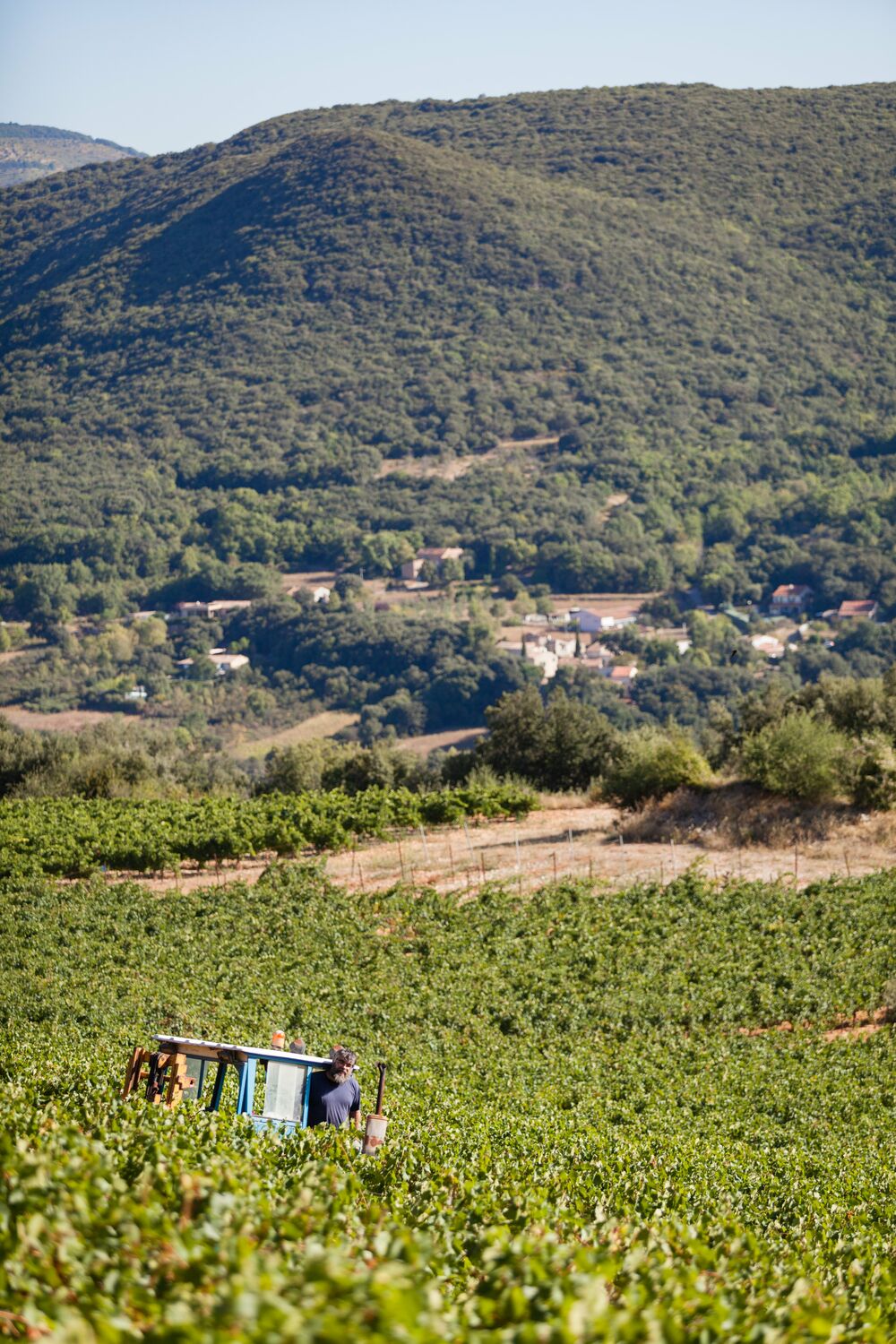 Vue d'ensemble avec vigneron ©Sédat Yagiz