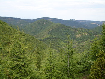 Forêt aux environs d'Avène_Sylvie HERPSON ©Sylvie Herpson PHLV