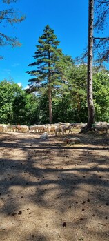 TRANSHUMANCE COL DES CLARES ©PAGES Hugues
