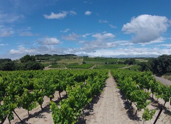 Vignobles_De_Capestang_a_Quarante_-_E_Brendle_21 ©E_Brendle