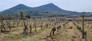 Vignoble et Tantajo ©PAGES Hugues