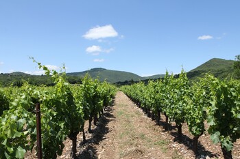 Vignes ©OT Grand Orb