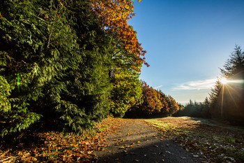 foret des ecrivains combattants-hd-©olivier-octobre-10 ©Olivier Octobre