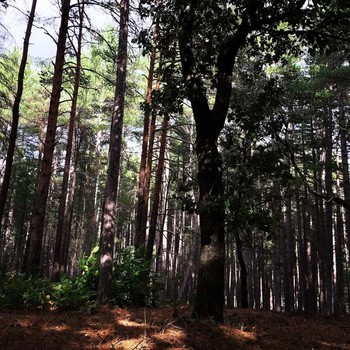 Forêt de l'Usclade ©S.Collon