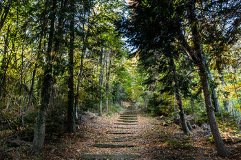 foret des ecrivains combattants-bd-©olivier-octobre-18 ©Olivier Octobre