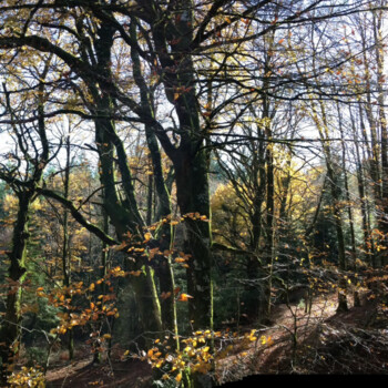 Balade ONF escandorgue ©adt